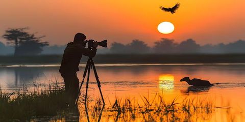 Wildlife Photography Journeys Basics for Knowledge of Nature Imaging and Field Travel